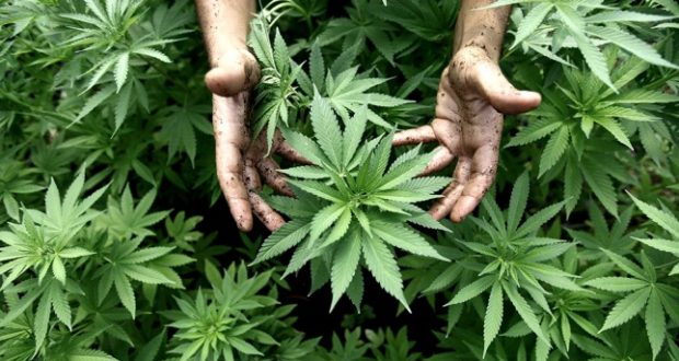cannabis hojas