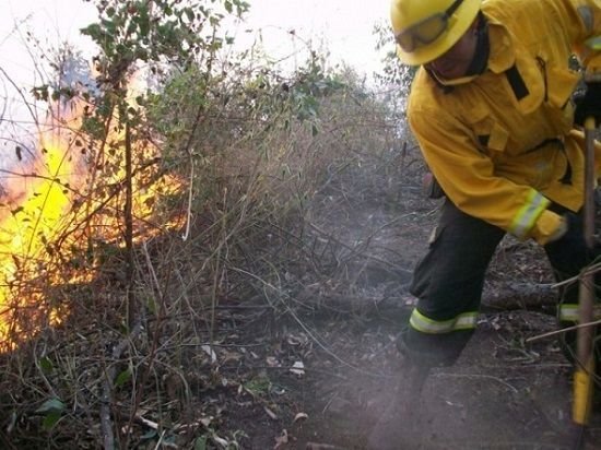 fuego forestal