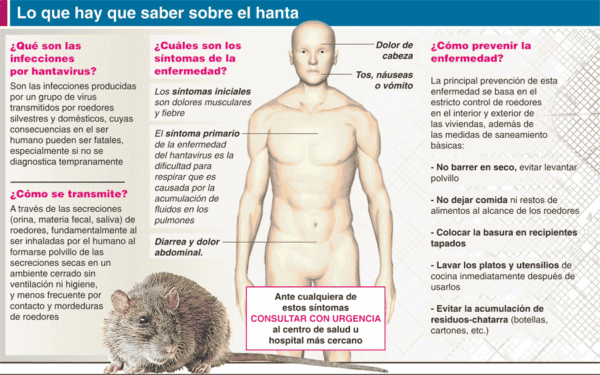 hantavirus-grafico