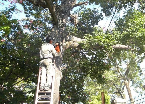 poda-de-arboles