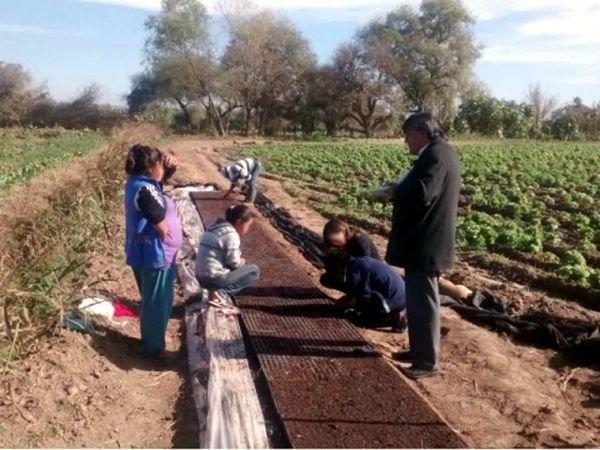 trabajo infantil campo