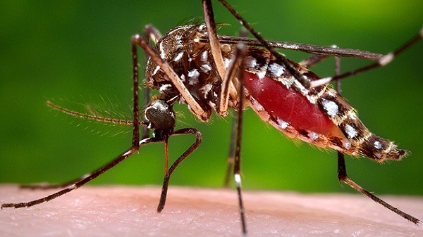 caso dengue zika