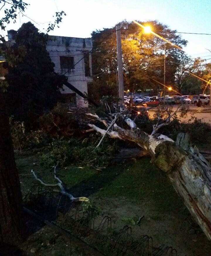 viento jun07 arbol caido