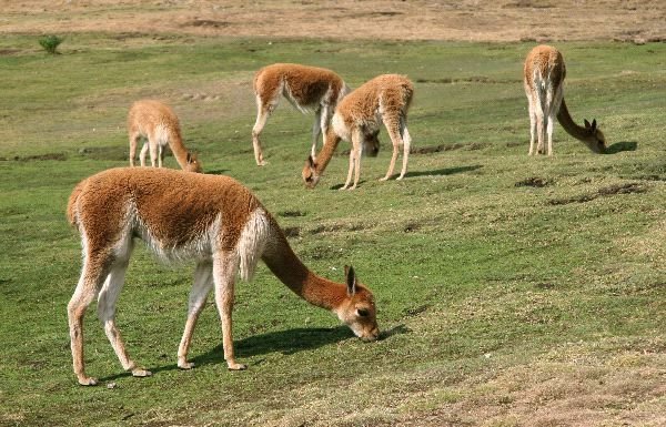 vicuña 1