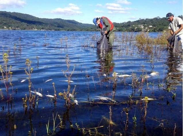 dique la cienaga peces muertos