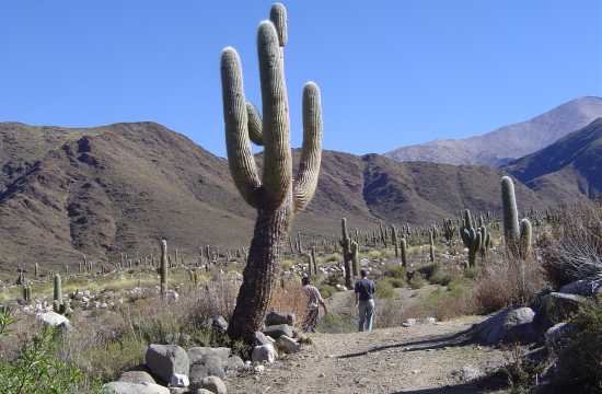 cardones