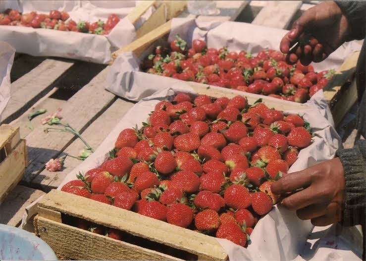 frutilla
