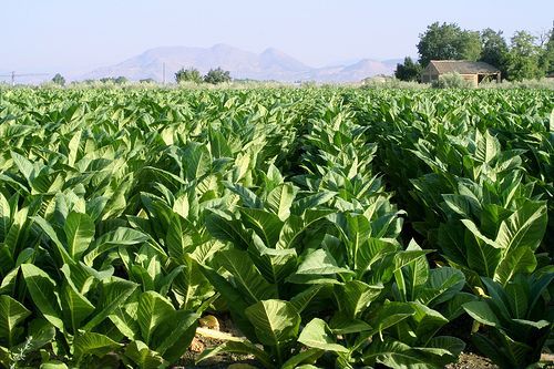 plantacin de tabaco
