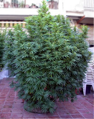 marihuana planta grande